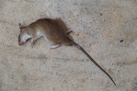 老鼠死了